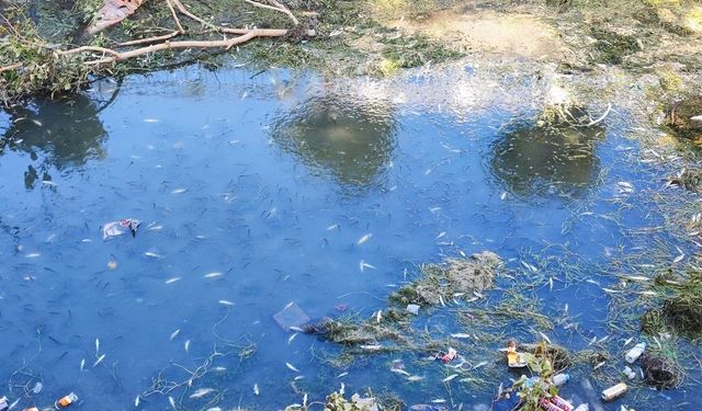 Kuraklık ve kirlilik nedeniyle sulama kanalındaki yüzlerce balık telef oldu