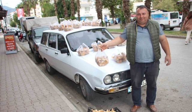 Ormanda sağanak yağmur altında kendiliğinden yetişiyor, kilogramı 350 TL’den satılıyor