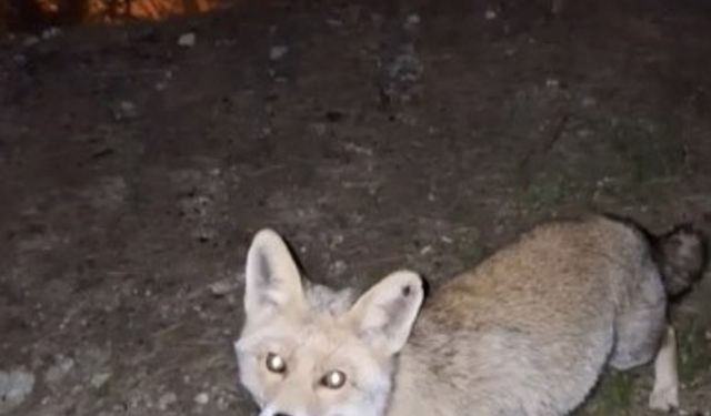 Osmaniye’de meraklı tilki, Osmaniye kömbesini geri çevirmedi