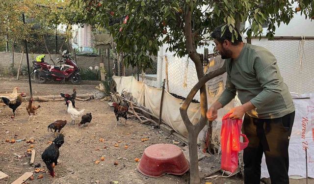 Sahibinin ’Yetiştirmek kolay değil’ dediği mavi yumurtlayan 5 tavuğu tişörtün içerisine koyarak çaldı
