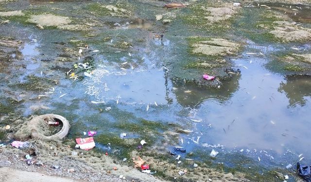 Sulama kanalındaki balıklar telef olmaya devam ediyor