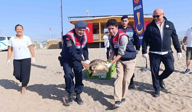 Tedavisi tamamlanan caretta caretta denizin maviliğine kulaç açtı