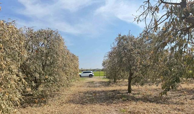 Yüreğir Ziraat Odası Başkanı Doğan: "Greyfurt üreticileri de destek programına alınmalı"