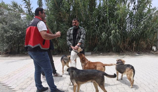 Adana'da 2025'te 3 bin 865 kedi ve 3 bin 577 köpeğe çip takıldı
