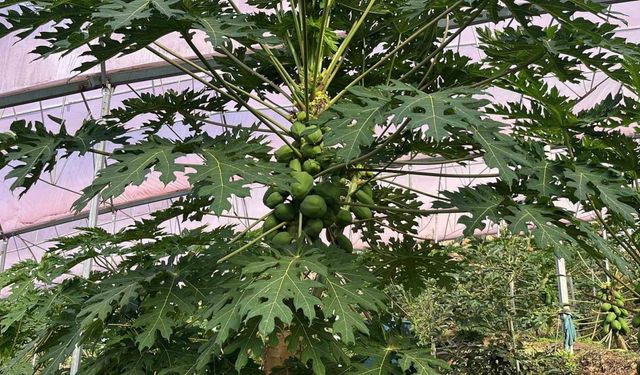 Alanya 40 bine yakın tropikal meyve üreticisiyle iç piyasa ihtiyacını karşılıyor