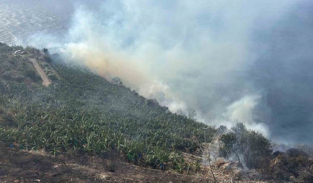 Antalya’da muz bahçesinde yangın