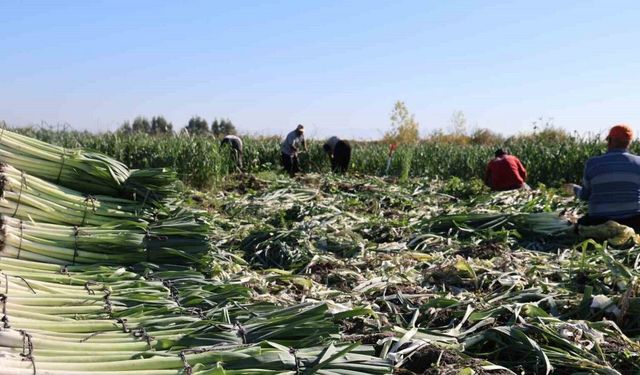 Kozan’da pırasa hasadı başladı: 20-22 TL’den alıcı buluyor