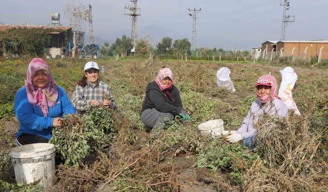 Kuraklığın rekolteyi etkilediği yer fıstığında hasat başladı