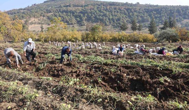 Kuraklık nedeniyle verimin yarı yarıya düştüğü tatlı patateste son hasat yapıldı