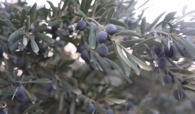 Kuraklık zeytin hasadında yağ verimini olumsuz etkiledi
