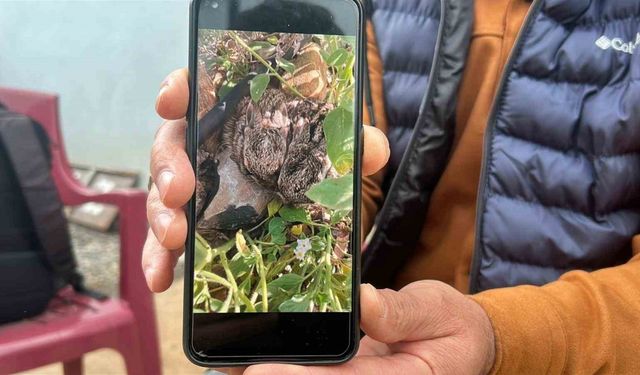 Merhametli çiftçi, yılların emeğine kemirerek zarar veren tavşanları "Bunlar şimdi hazırlanıyor, Doğan’ın fidanını nasıl yiyeceğim diye düşünüyor" diyerek elleriyle yakaladı