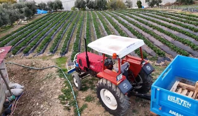 Mersin’de çilekte kış hasadı: Bahçede kilogramı 130 TL