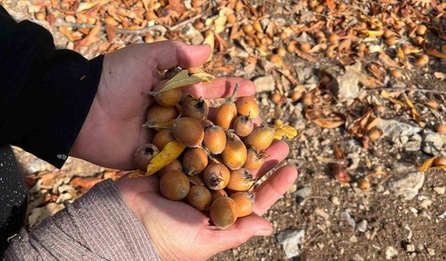 Toros Dağları’nda  gizemli hayırseverin 30 yıl önce aşıladığı meyveler bölge halkına gelir oldu