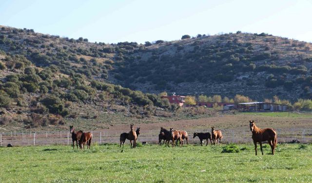 Adana milyonluk İngiliz ve Arap atlarının yetişme alanı oldu