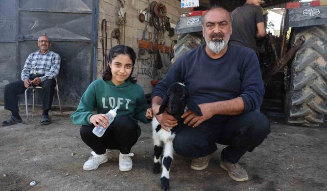 Annesi telef olan kuzuya şefkatle yaklaşan aile, Karabaş'ı biberonla besliyor