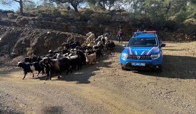 Antalya'da kaybolan 55 küçükbaş hayvan jandarma ekiplerince bulundu