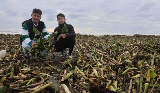 Asi nehrini istila eden su sümbülleri kuvvetli yağışla birlikte Akdeniz kıyısını yeşile bürüdü
