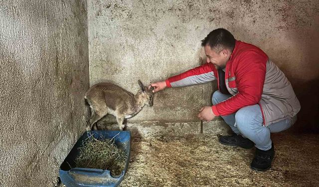 Bitkin halde bulunan yaban keçisi tedavi altına alındı