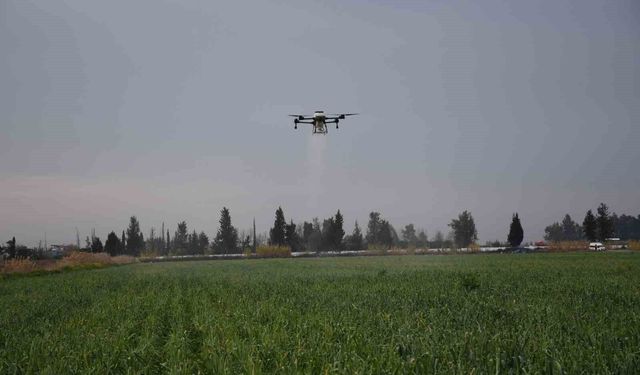 Mersin'de dronla gübreleme ve ilaçlama çiftçinin zayiatını sıfıra indirdi, zamandan tasarruf sağladı