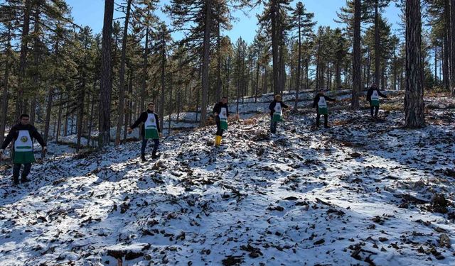 Saimbeyli'de orman geleceğe hazırlanıyor