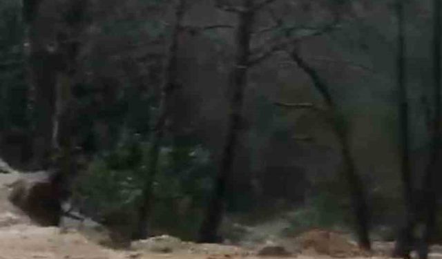 Alanya'da sağanak sonrası su taşkını köprüde zarara neden oldu