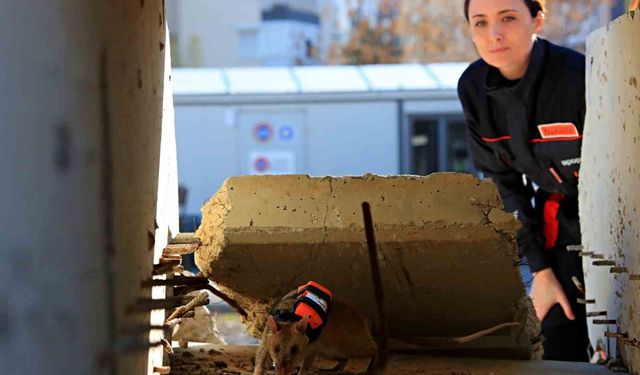 Antalya'da eğitilen Afrika keseli sıçanları enkaz altındaki 'göz' olacak