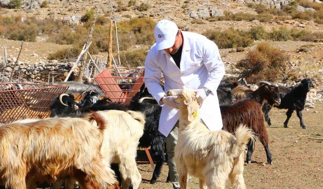 Büyükşehir Çoban Haritası Projesi ile 508 çobana destek oldu