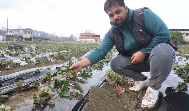 Çilek bahçesi selle birlikte su altında kaldı