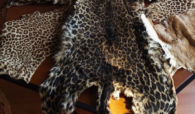 Çukurova Uluslararası Havalimanı'nda leopar postu ve baykuş gözü ele geçirildi