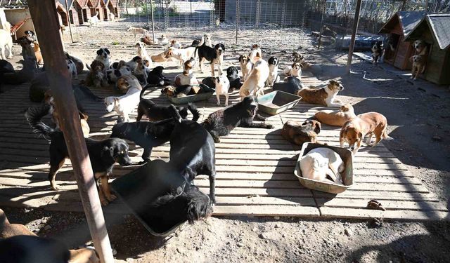 Kemer'de ocak ayında 231 can dostu kısırlaştırıldı