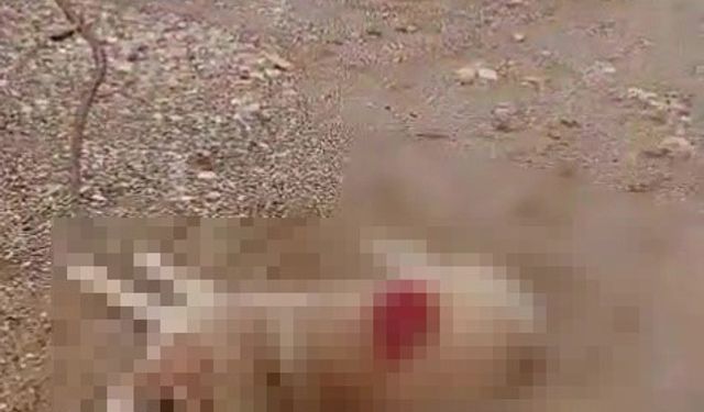 Köpeği av tüfeğiyle öldürdü, gözaltına alındı