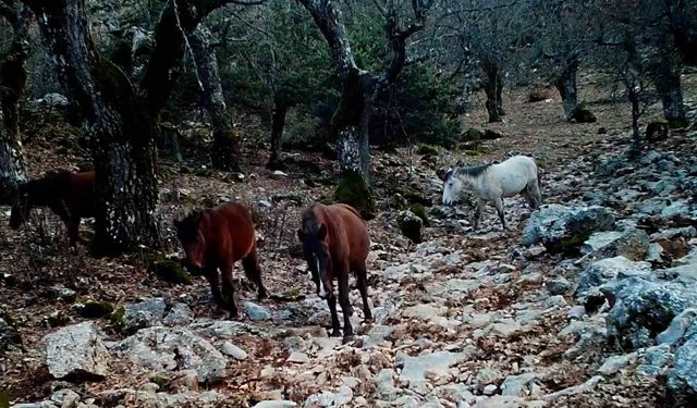 Kovada Gölü Milli Parkı'nda yaban hayatı fotokapana yansıdı