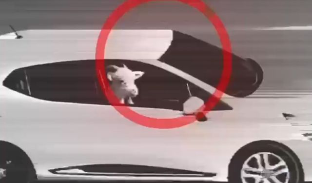 Küçükbaş hayvan hırsızlığı yapan 3 şüpheli tutuklandı