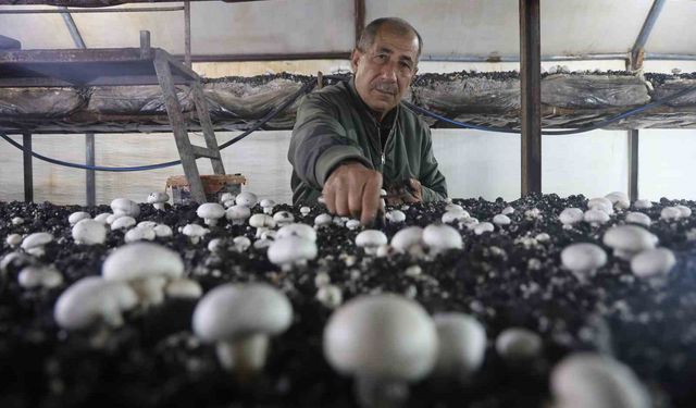 Mantar üreticiliğine ilk adımı ahırda attı, varını yoğunu satıp kurduğu 3 çadırda mantar üretiyor