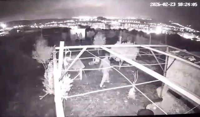 Osmaniye'de hobi bahçesine giren hırsızlar 25 güvercini çaldı