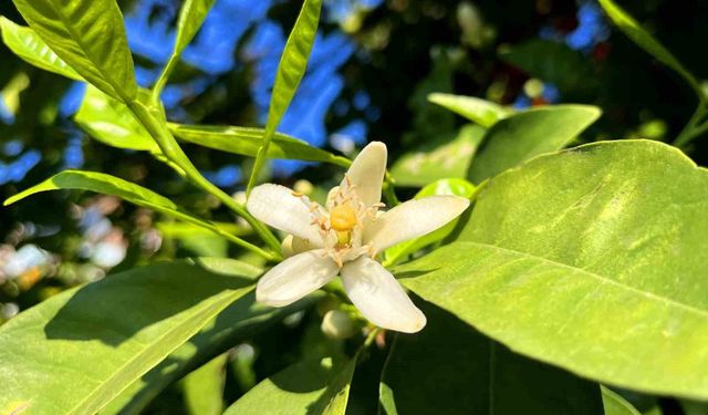 Adana'da portakal çiçeği kokusu kenti sardı