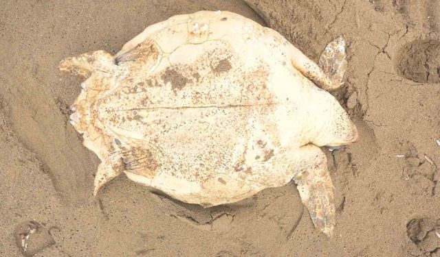 Antalya'da ölü caretta caretta kıyıya vurdu