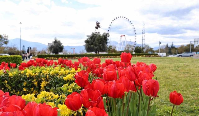 Baharın müjdecisi laleler Antalya sokaklarını renklendirdi