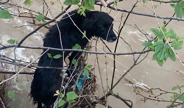 Dereye düşen köpek zorlu operasyonla kurtarıldı