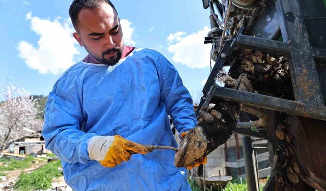 Gündoğmuşlu üreticilerin büyükbaş hayvanlarına tırnak bakım desteği