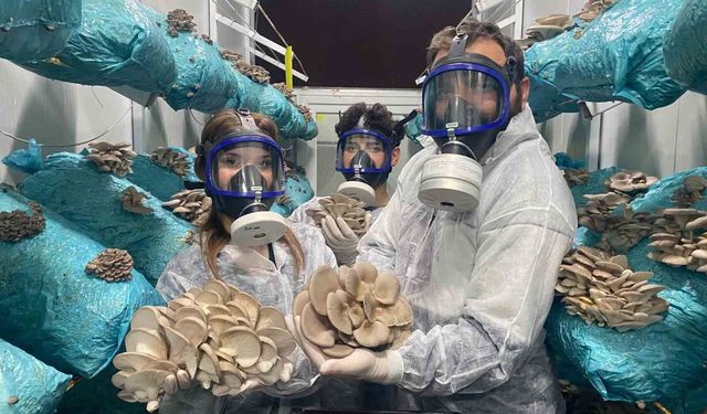 Hobi olarak başladığı mantar yetiştiriciliğinde günde 1 tona yakın hasat elde ediyor
