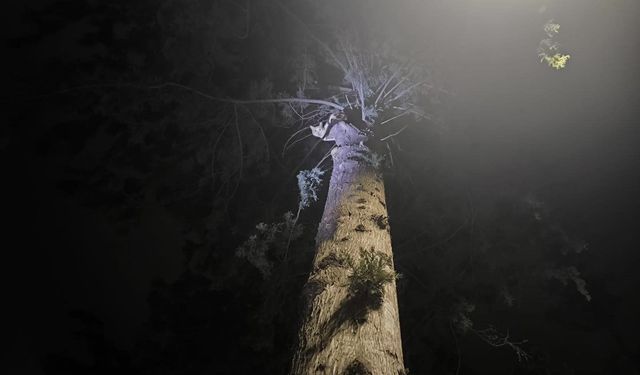 İskenderun'da ağaçta mahsur kalan kediyi itfaiye kurtardı