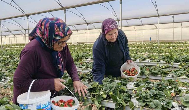 Kadınlar Gününü tarlada çalışarak kutladılar