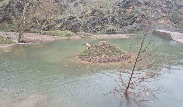 Mahsur kalan köpeği itfaiye ekipleri kurtardı