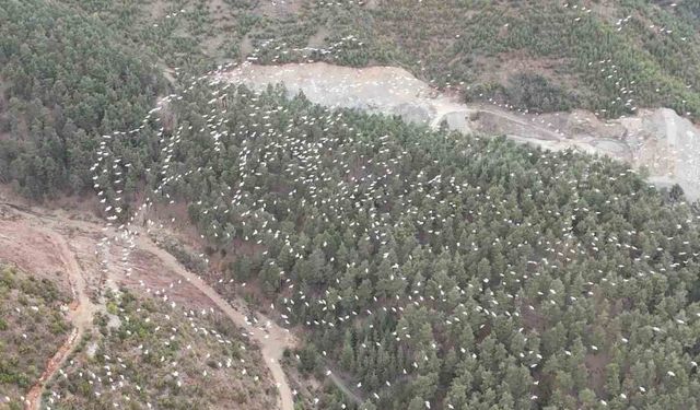 Mersin'de ak pelikanların dansı görsel şölen sundu