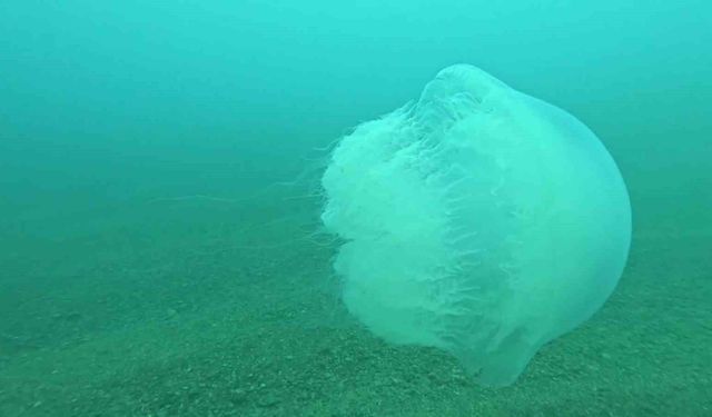 Poyraz, Akdeniz'deki en büyük denizanası türünü Antalya Körfezi'ne soktu