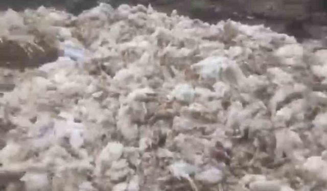 Tarsus'ta ölü tavuklar ormana atıldı