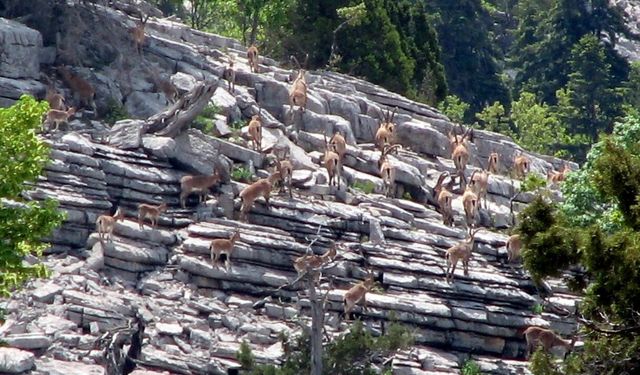 Zirveler karla kaplanınca yaban keçileri yerleşim alanlarına indi