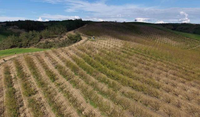 Adana'da dolu kayısı bahçelerini vurdu, çağlalar yere döküldü