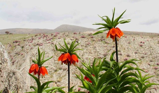 Afşin'de ters laleler açtı: Koparana 700 bin TL ceza